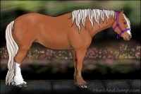 Horse Color:Silver Bay