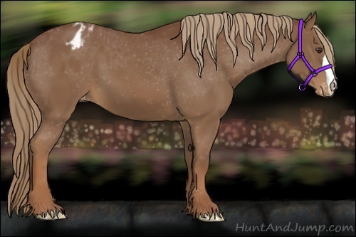 Horse Color:Chestnut Varnish 
