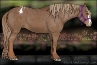 Horse Color:Chestnut Appaloosa 