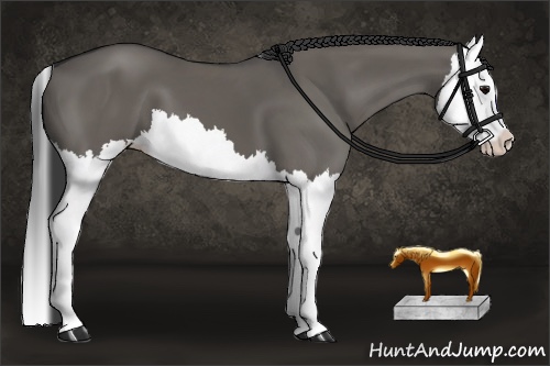 Horse Color:Grullo Splash 