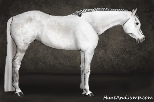 Horse Color:Gray Bay Ice Dun 