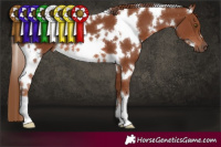 Horse Color:White Spotted Chestnut 