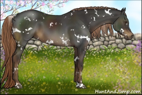 Horse Color:White Spotted Liver Chestnut 