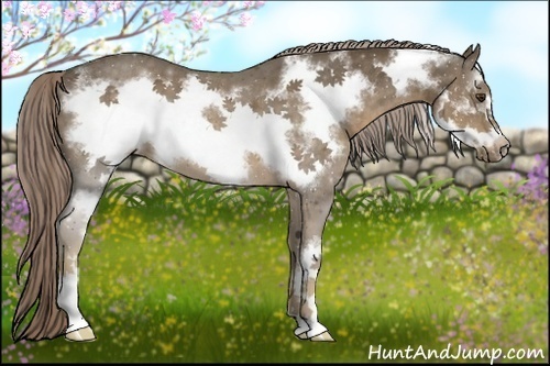 Horse Color:Chocolate Palomino Frame 