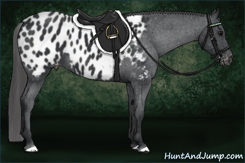 Horse Color:Black Appaloosa 