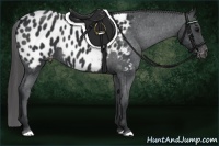 Horse Color:Black Appaloosa