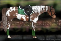 Horse Color:White Spotted Liver Chestnut Appaloosa 