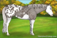 Horse Color:Silver Black Splash Appaloosa 