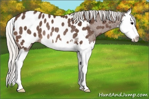 Horse Color:Silver Brown Splash Appaloosa Rabicano 