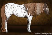 Horse Color:White Spotted Liver Chestnut Appaloosa