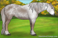 Horse Color:Gray Chestnut 