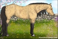 Horse Color:Buckskin  and Buckskin 