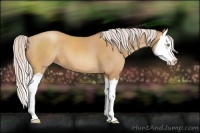 Horse Color:Chocolate Silver Sable Champagne Splash 