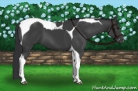 Horse Color:Black Tobiano 