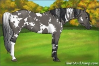 Horse Color:White Spotted Grullo
