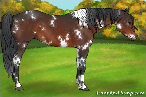 Horse Color:White Spotted Bay 