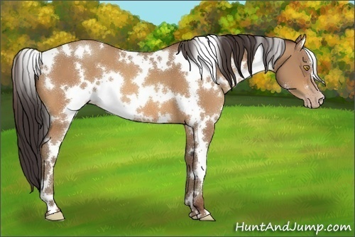 Horse Color:White Spotted Amber Champagne 