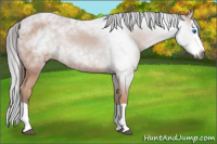 Horse Color:Gray Bay Splash Rabicano 