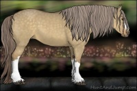 Horse Color:Chocolate Palomino Dun 