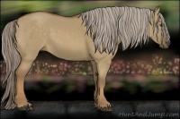 Horse Color:Chocolate Palomino Dun