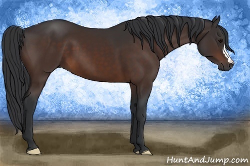 Horse Color:Brown 