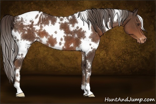 Horse Color:White Spotted Liver Chestnut Appaloosa