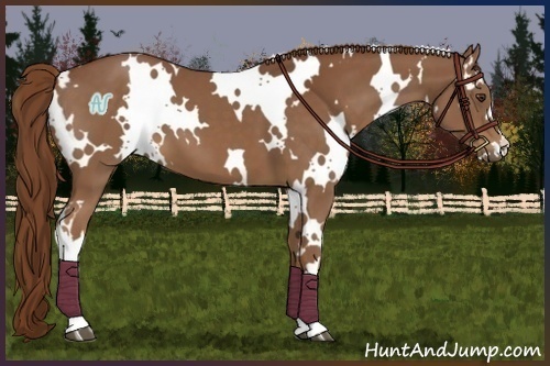 Horse Color:White Spotted Chestnut