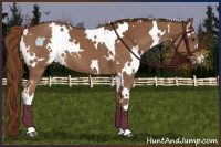 Horse Color:White Spotted Chestnut 