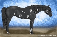 Horse Color:White Spotted Black