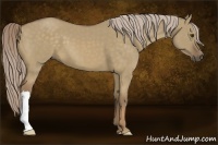 Horse Color:Chocolate Palomino Dun 