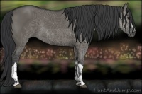 Horse Color:Grullo 