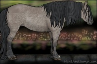 Horse Color:Grullo 