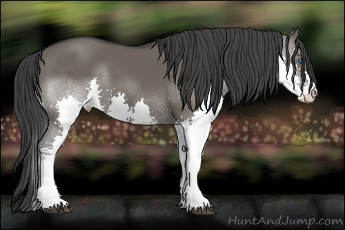 Horse Color:Grullo Splash 