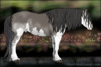 Horse Color:Grullo Splash 