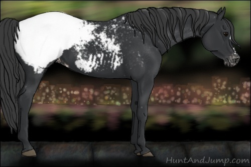 Horse Color:Black Appaloosa