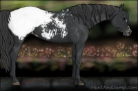 Horse Color:Black Appaloosa