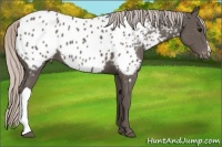 Horse Color:Silver Black Appaloosa