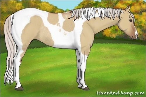 Horse Color:Silver Bay Dun Tobiano Rabicano