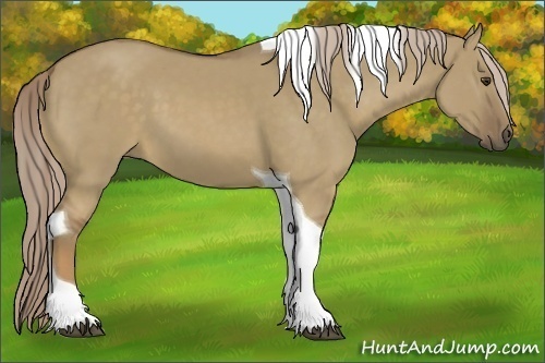 Horse Color:Chocolate Palomino Dun Tobiano