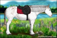 Horse Color:Chestnut Sabino Rabicano