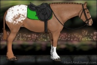 Horse Color:Chestnut Appaloosa