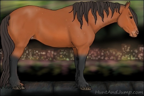 Horse Color:Bay Appaloosa 