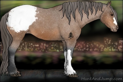 Horse Color:Bay Snowcap