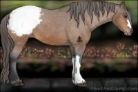 Horse Color:Bay Snowcap 