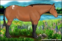 Horse Color:Bay Appaloosa 