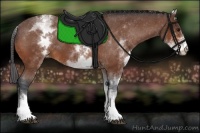 Horse Color:White Spotted Bay Varnish