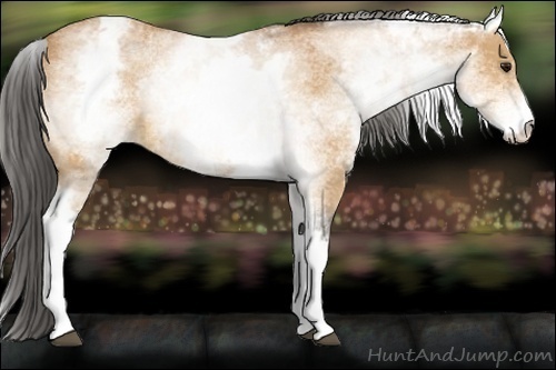 Horse Color:White Spotted Buckskin 