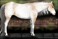 Horse Color:White Spotted Buckskin
