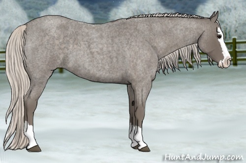 Horse Color:Silver Blue Roan Splash
