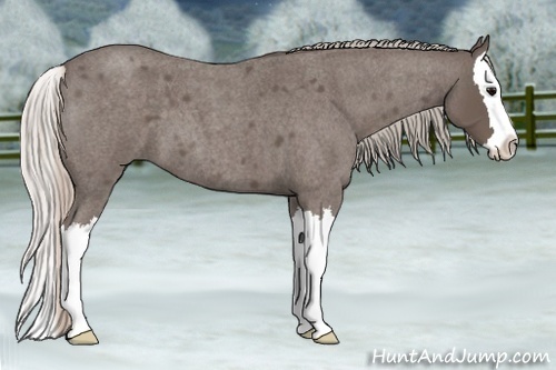 Horse Color:Silver Blue Roan Splash 